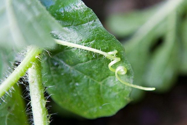 Watermelon Tendril.