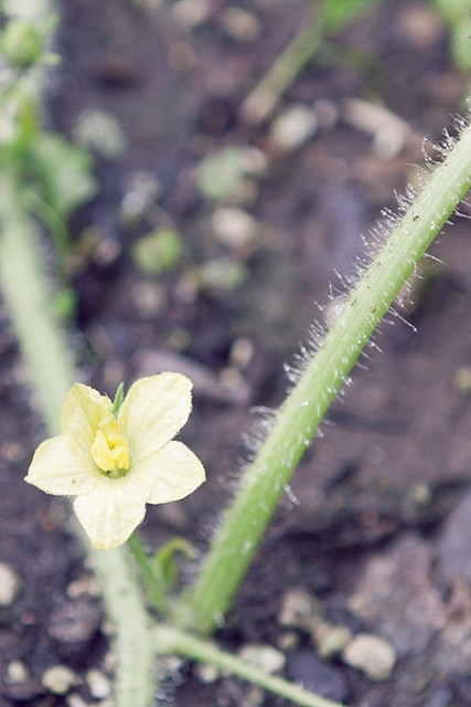 Baby cucumber.