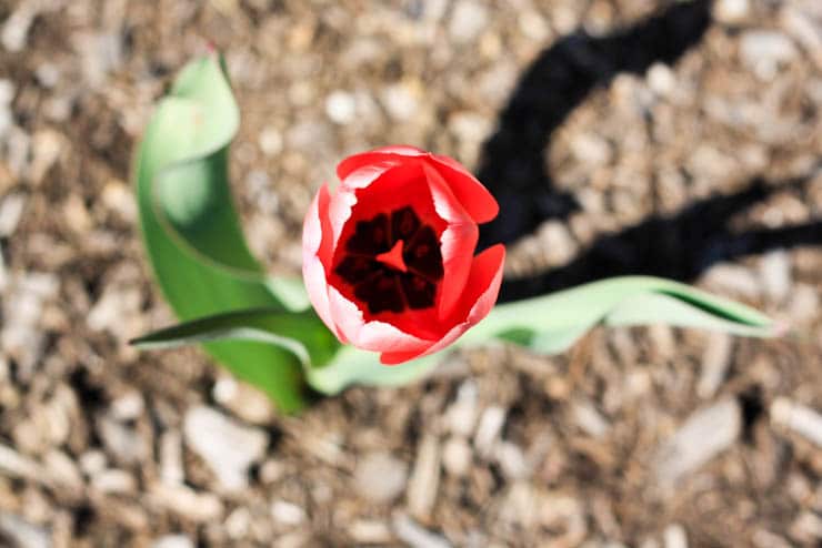 April Flowers. :)