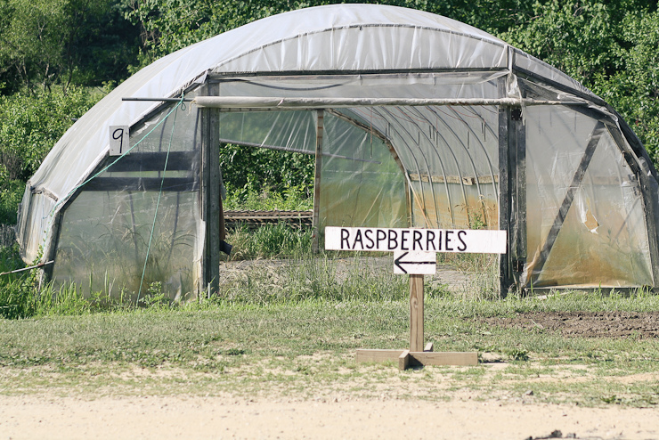 Raspberries (2 of 18)