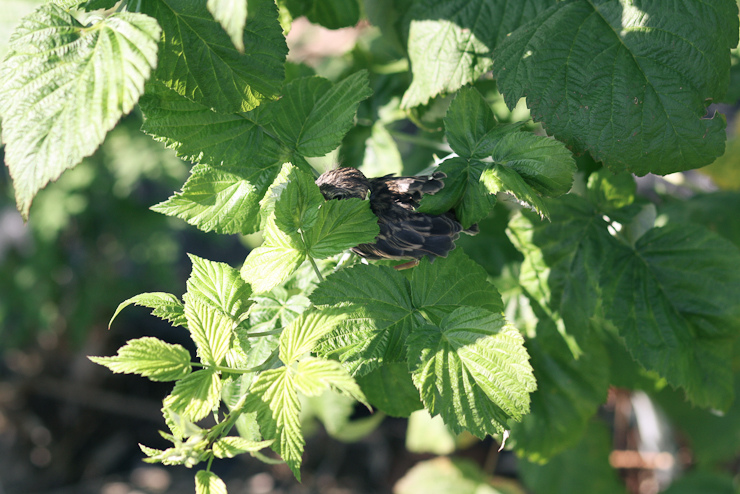 Raspberries (6 of 18)