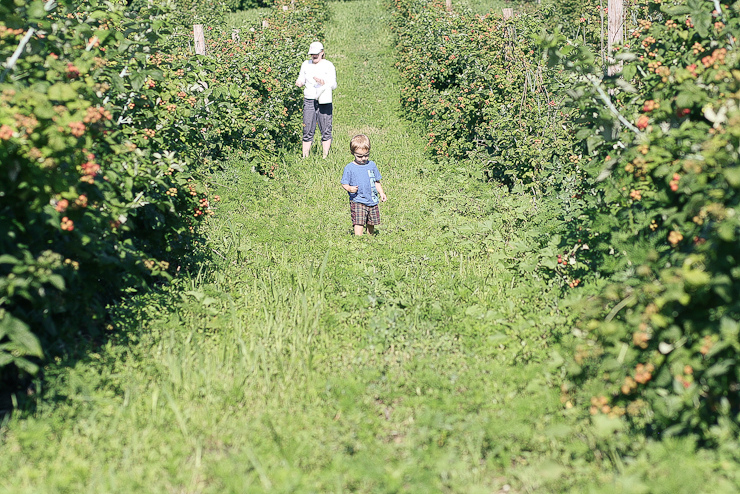 Raspberries (7 of 18)