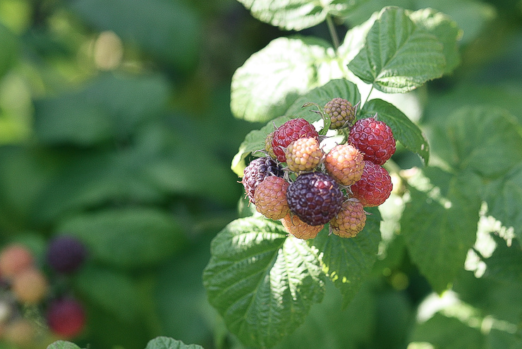 Raspberries (9 of 18)