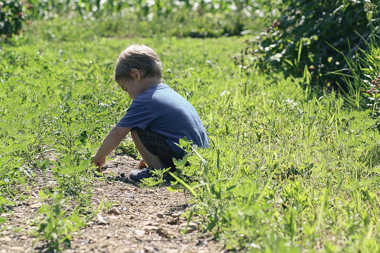 Raspberries (11 of 18)