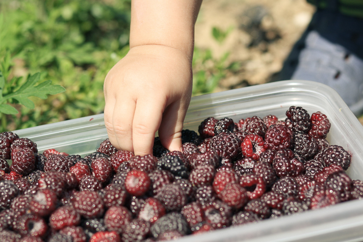 Raspberries (12 of 18)