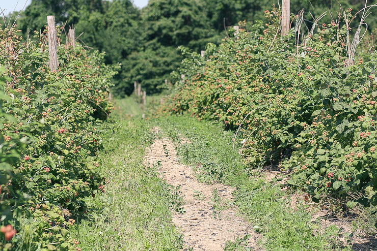 Raspberries (13 of 18)