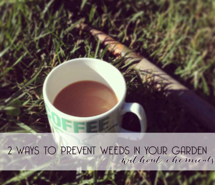 2-ways-to-prevent-weeds-in-garden