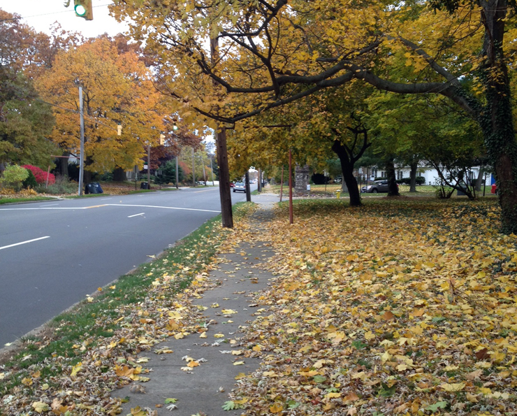 tree-lined-walk