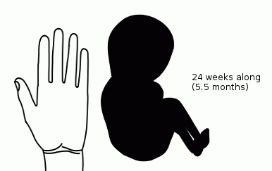 24weeks