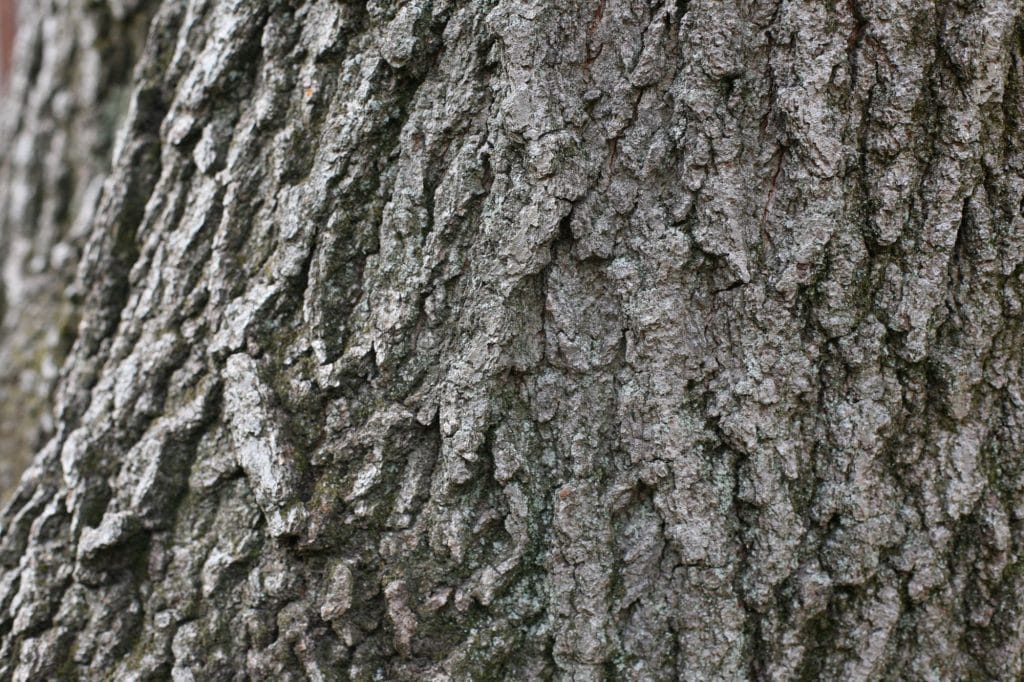 TREEBARK - 1