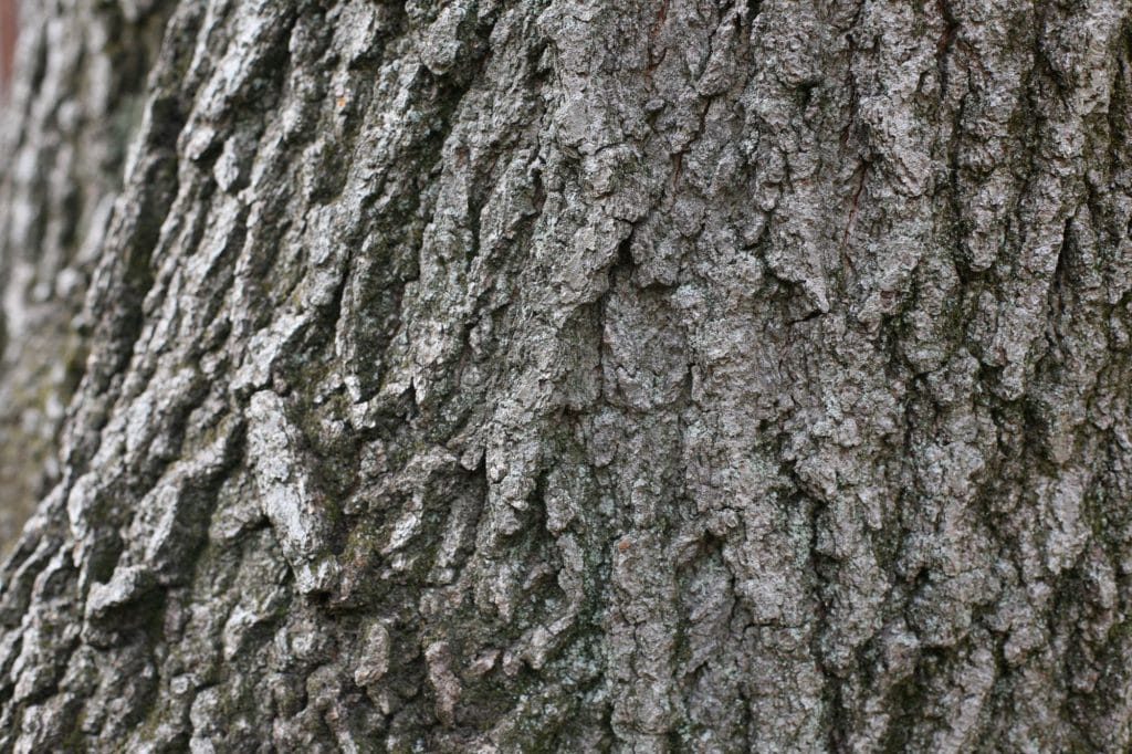 TREEBARK - 1