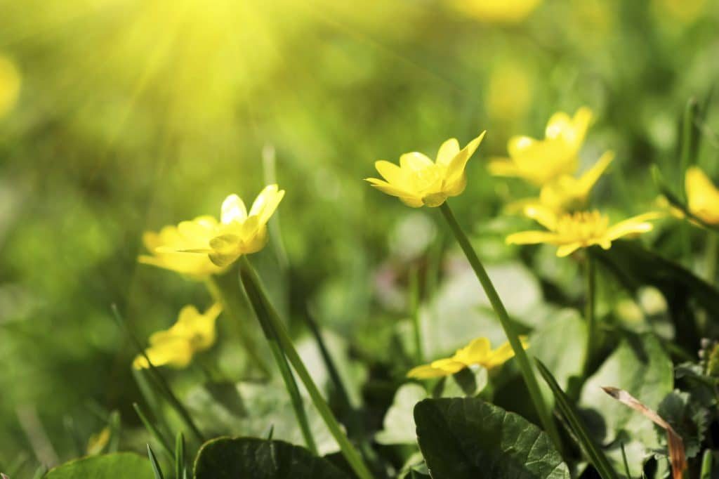 flowers-yellow